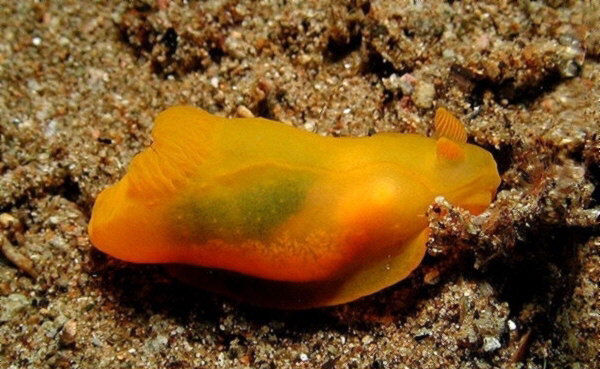 Gymnodoris subflava